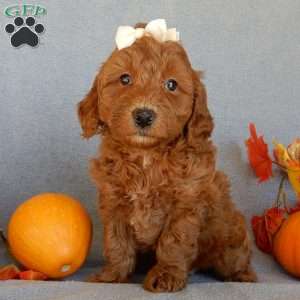 Maple, Mini Goldendoodle Puppy